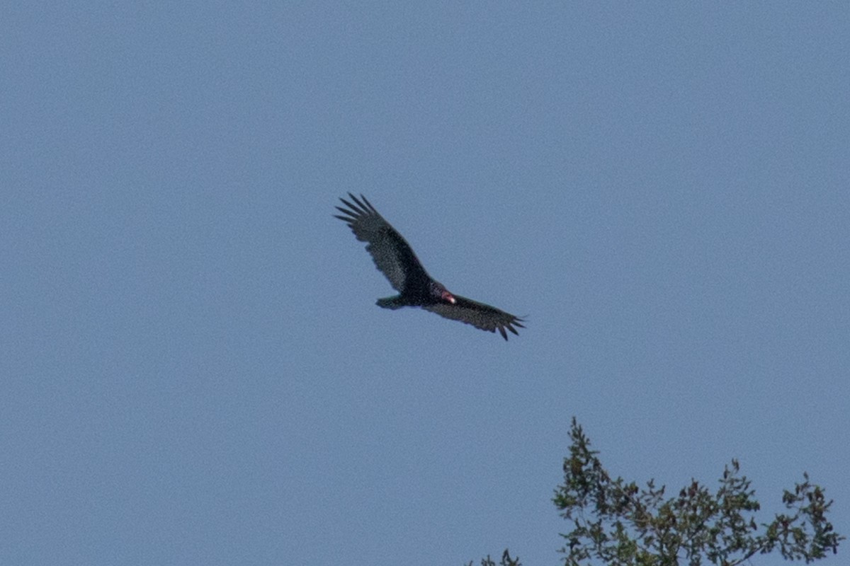 Turkey Vulture - ML157447801