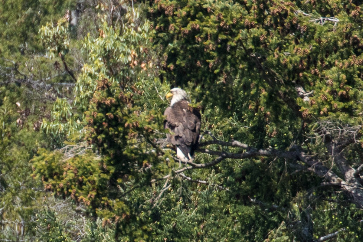 Bald Eagle - ML157447851