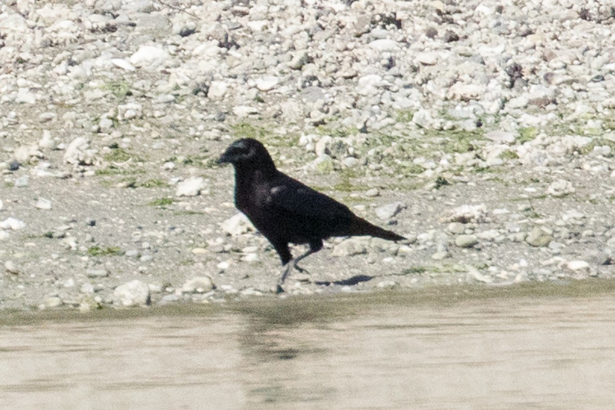 American Crow - ML157447941