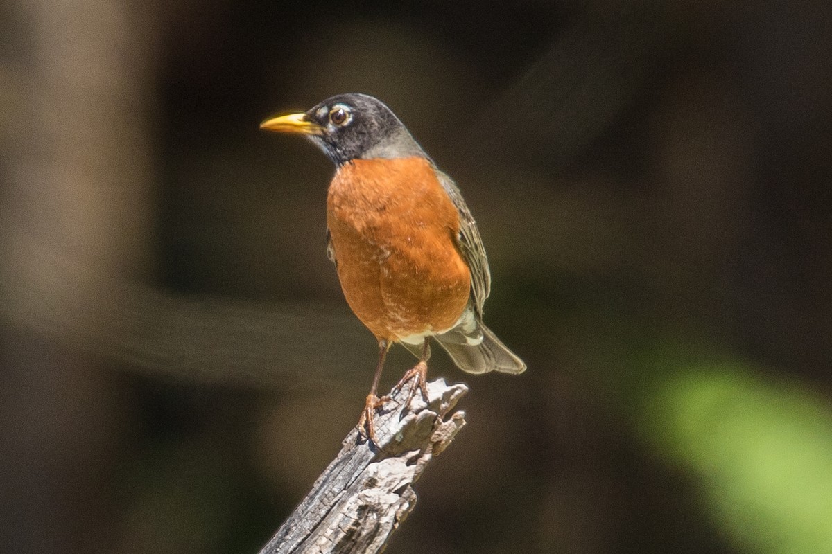 American Robin - ML157447971