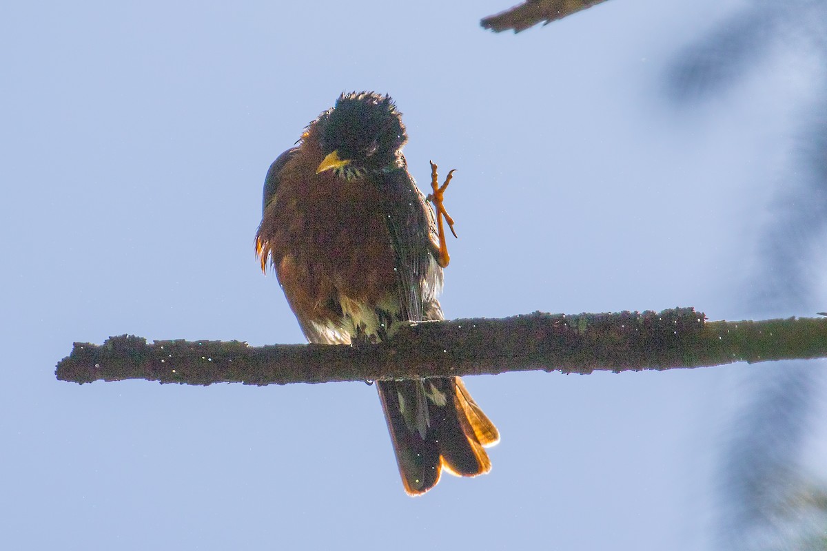 American Robin - ML157448001