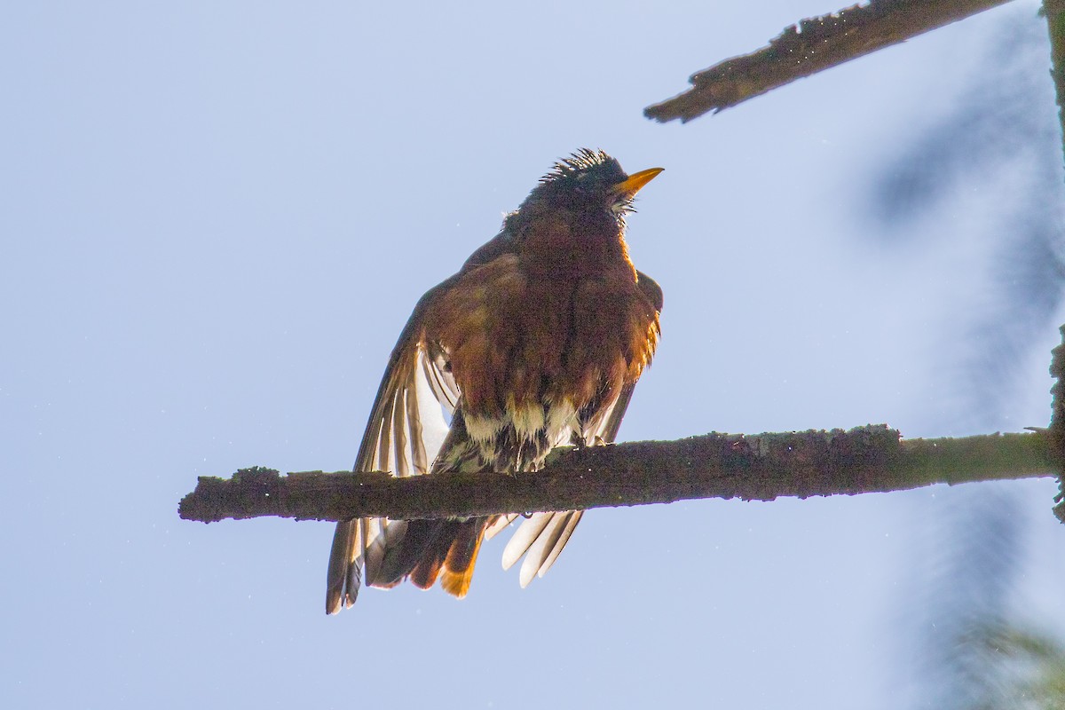 American Robin - ML157448011