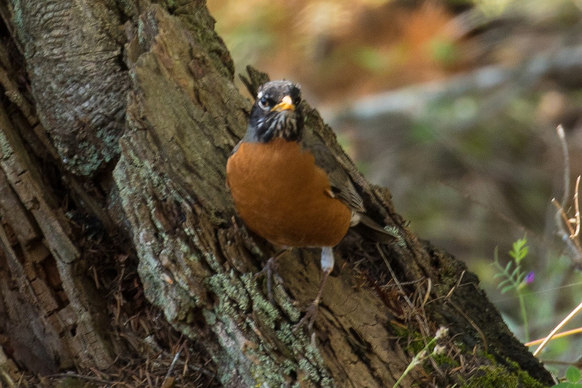 American Robin - ML157448021