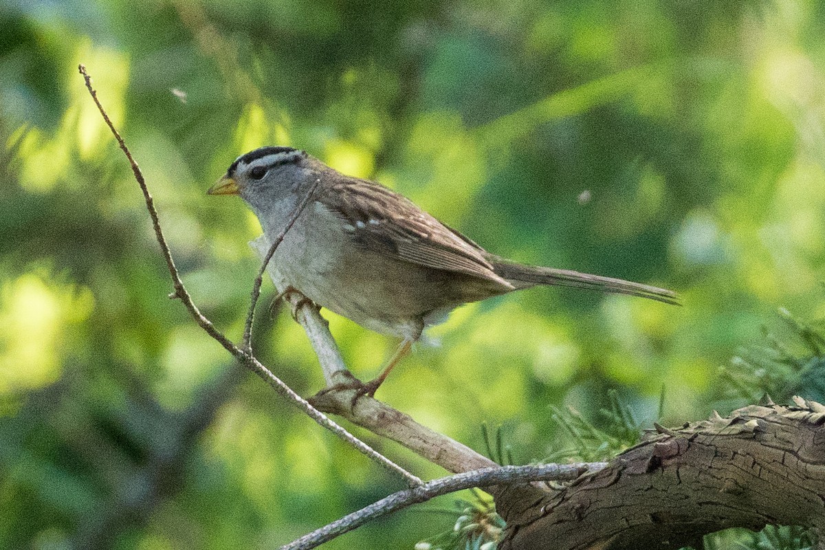 White-crowned Sparrow - ML157448041