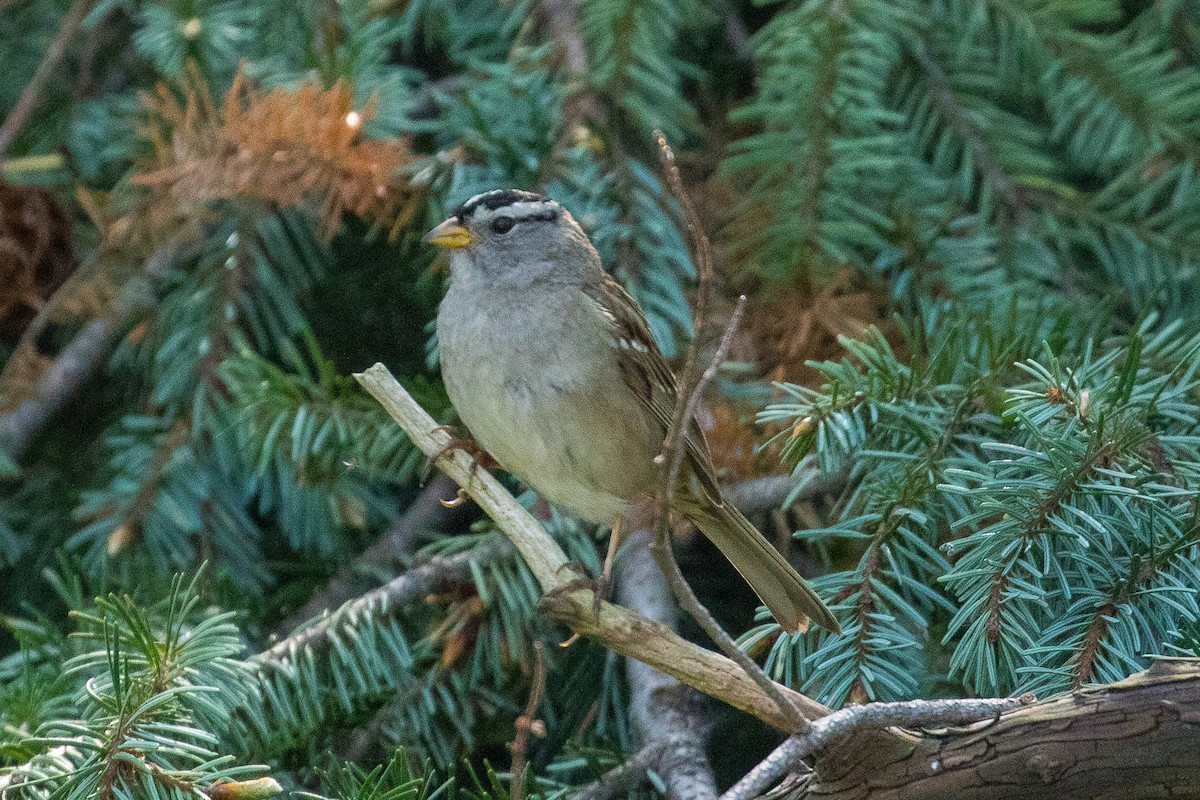 White-crowned Sparrow - John Reynolds