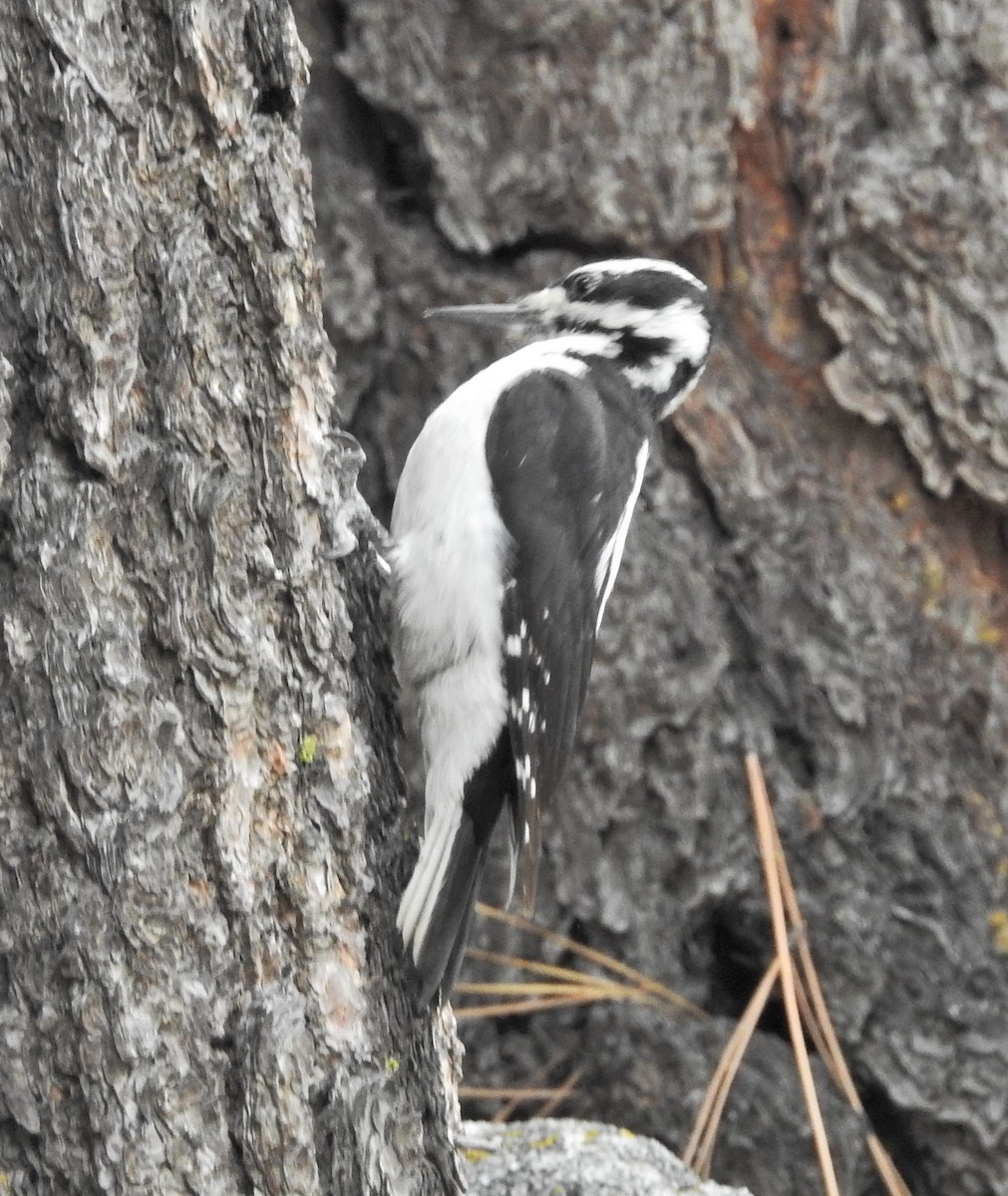 Hairy Woodpecker - 🦉Max Malmquist🦉