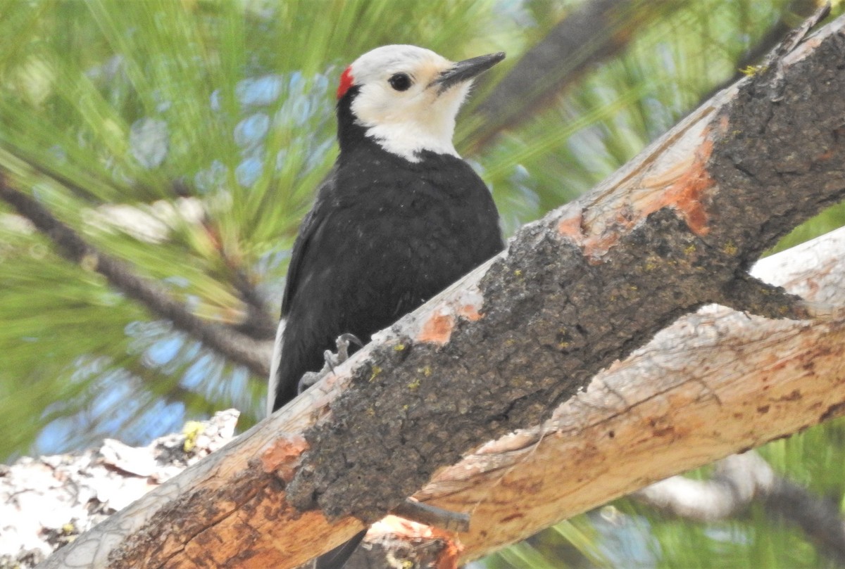 White-headed Woodpecker - ML157448761
