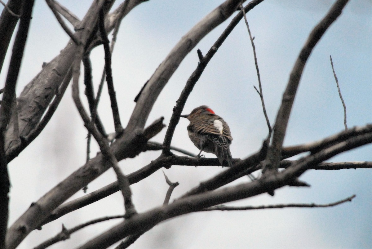 Carpintero Escapulario - ML157449591