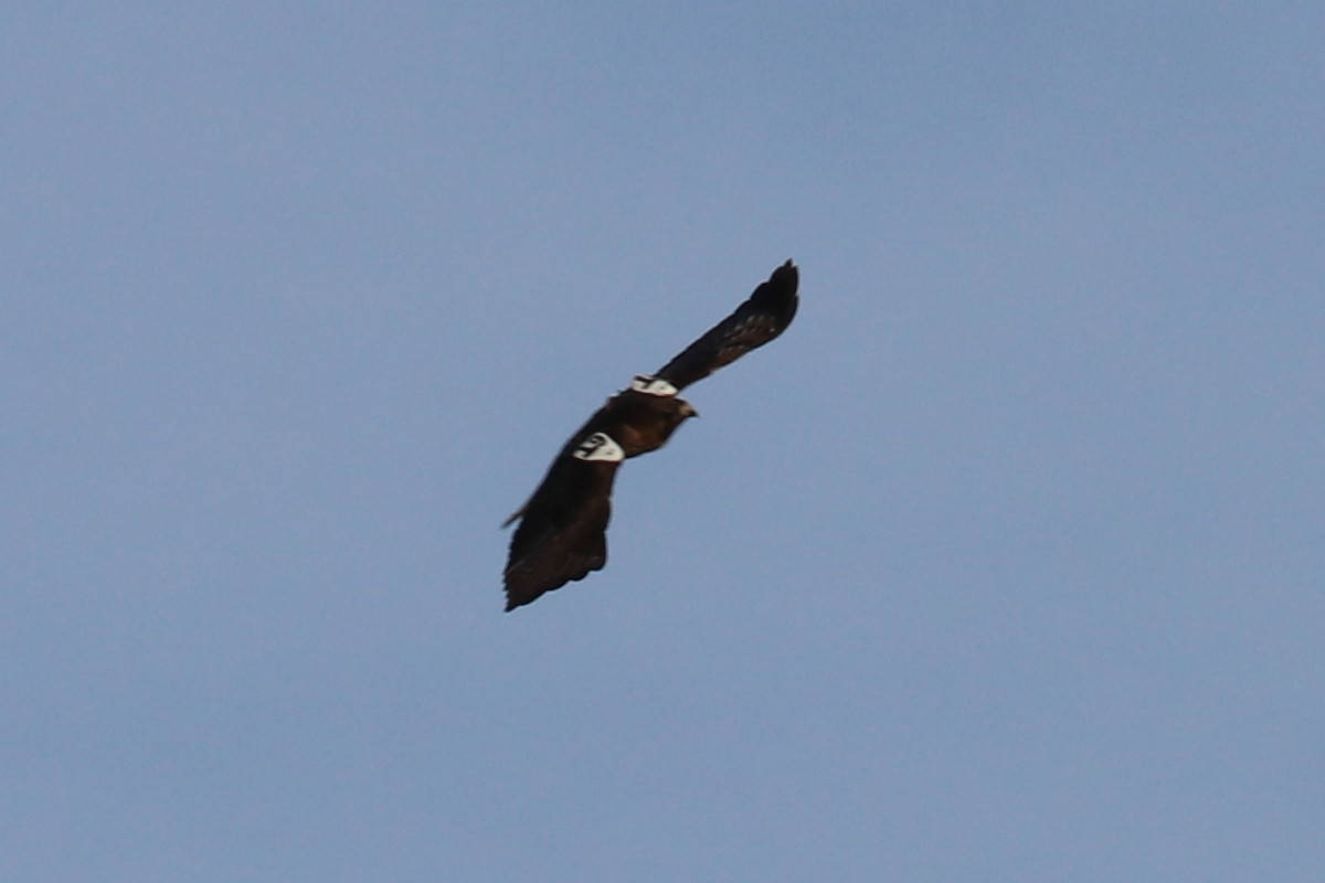 Red-tailed Hawk - ML157450941
