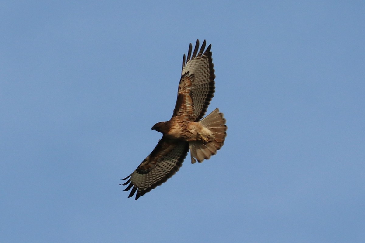 Red-tailed Hawk - ML157450951