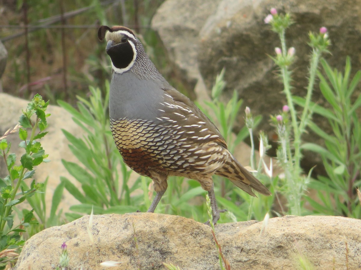 California Quail - TK Birder