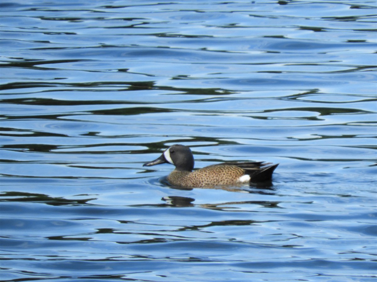 Blue-winged Teal - ML157456281