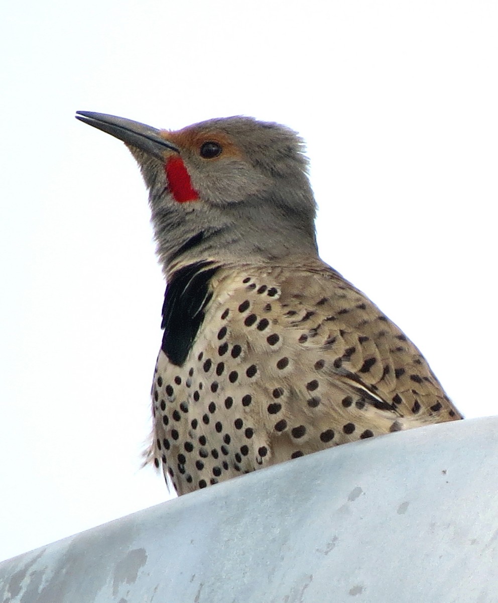 Northern Flicker (Red-shafted) - Patrick O'Driscoll