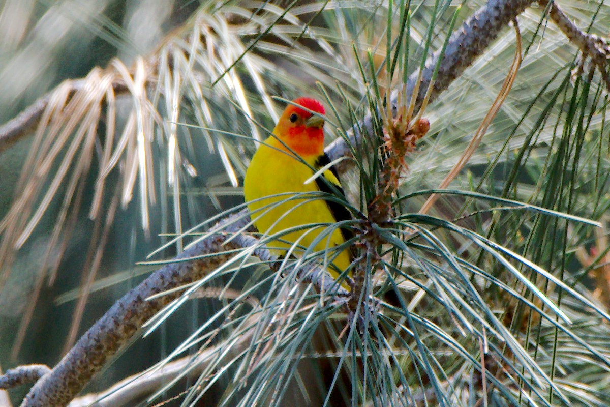 Western Tanager - Marty Lycan