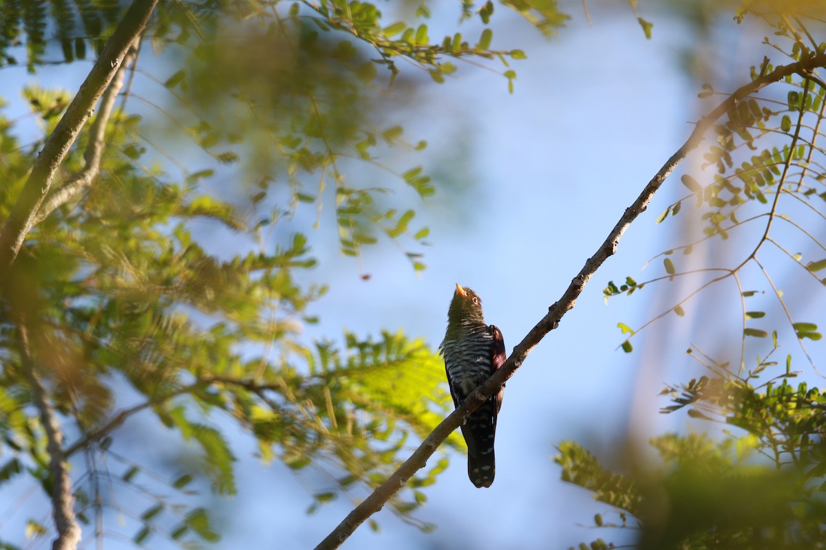 Violet Cuckoo - Thaung Htut