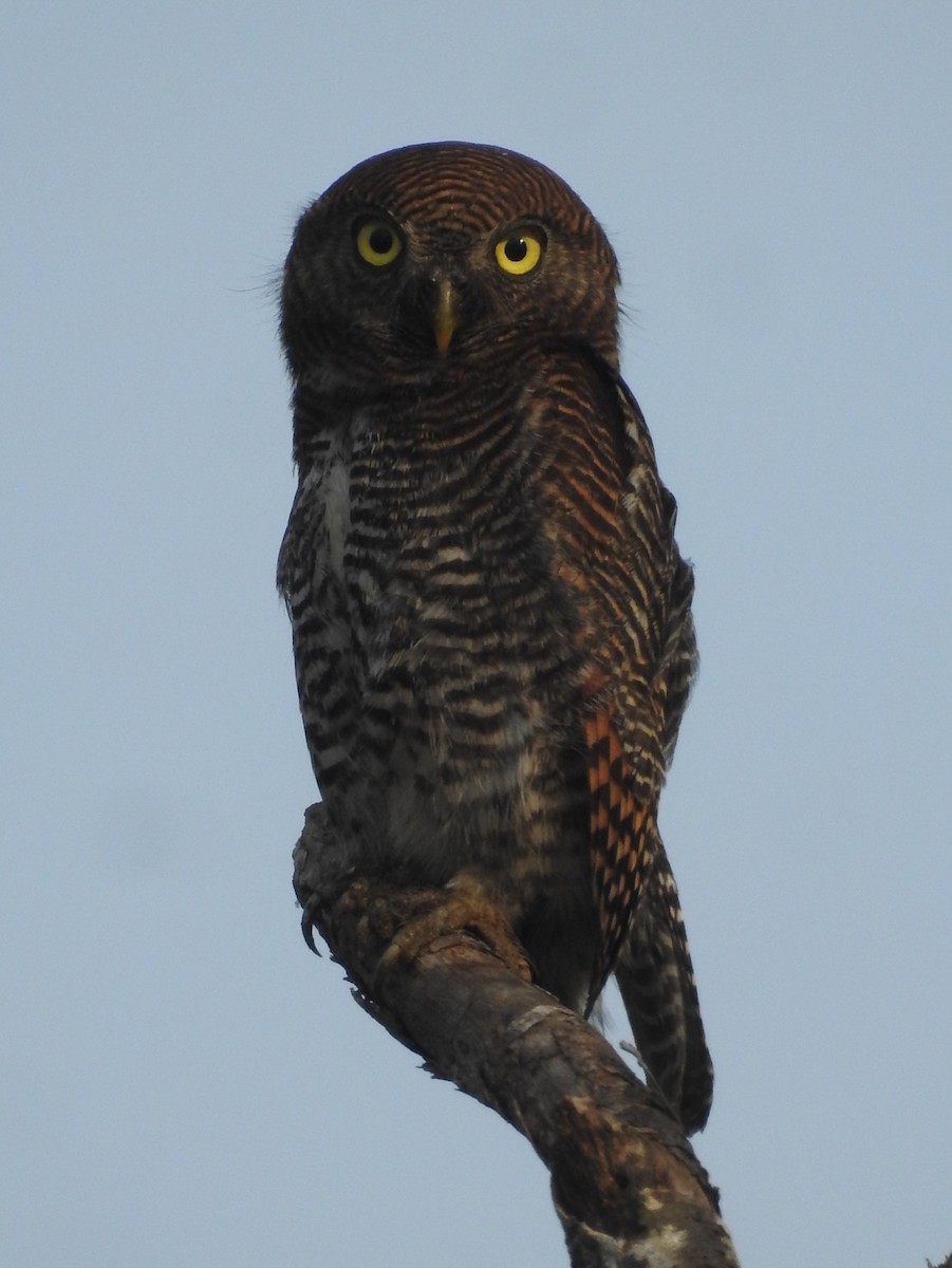 Jungle Owlet - Manoj Karingamadathil