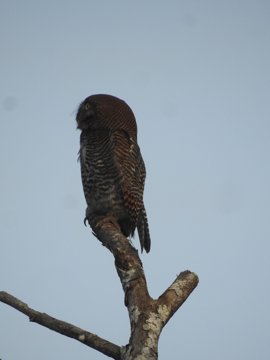 Jungle Owlet - Manoj Karingamadathil