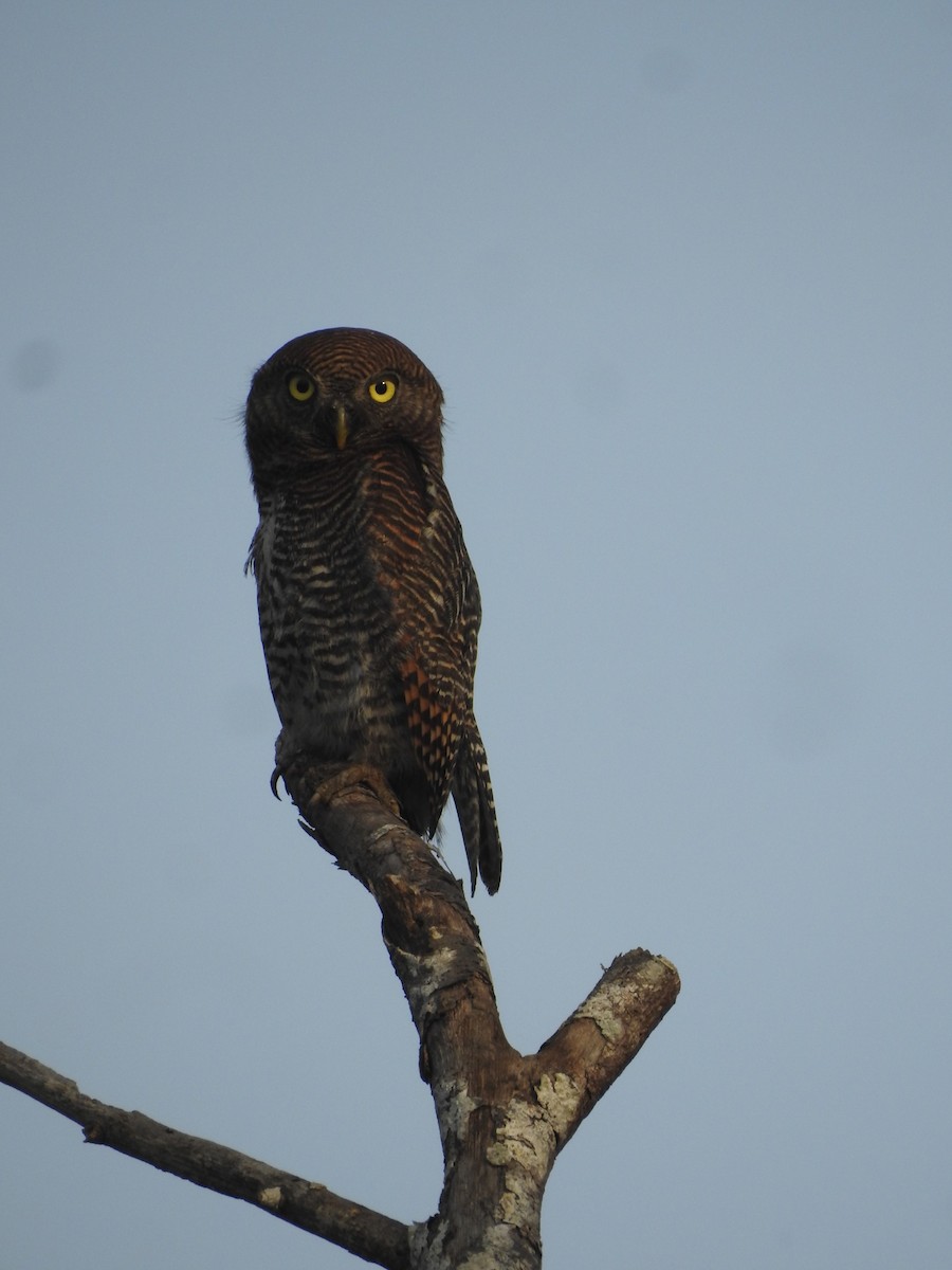 Jungle Owlet - Manoj Karingamadathil