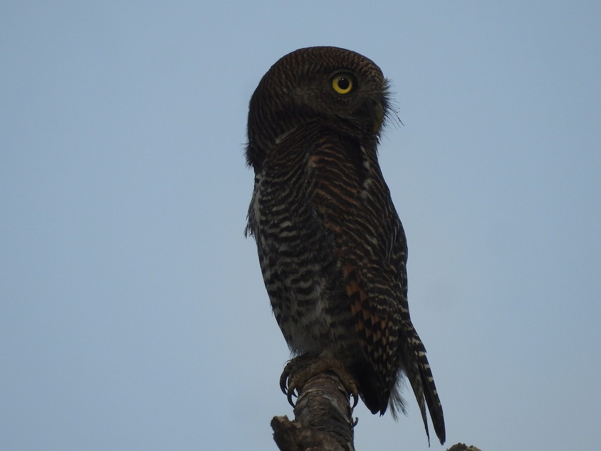 Jungle Owlet - Manoj Karingamadathil