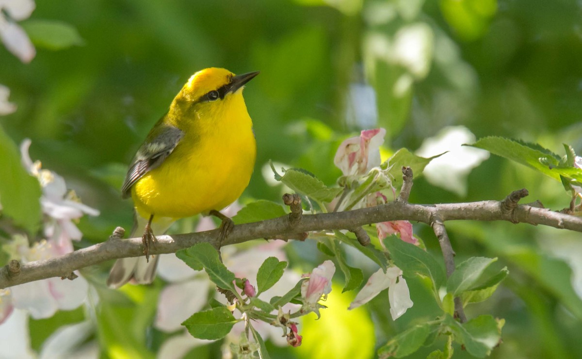 Blue-winged Warbler - Ed Wransky