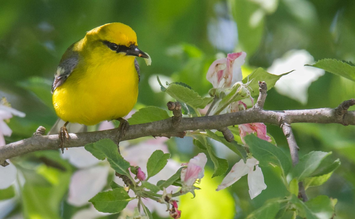 Blue-winged Warbler - Ed Wransky