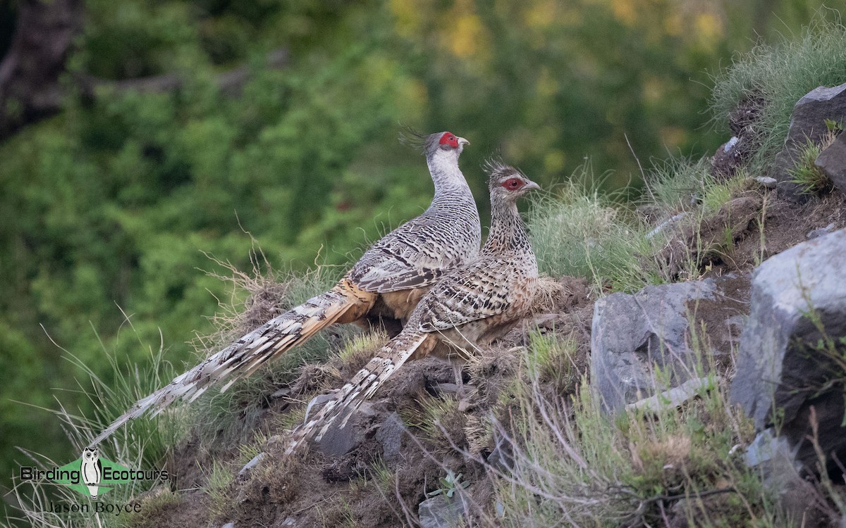 Cheer Pheasant - ML157465471