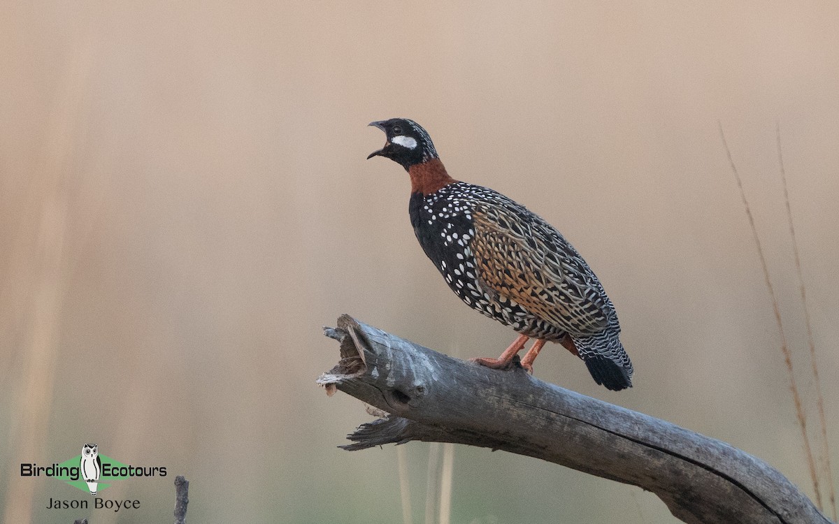 Black Francolin - Jason Boyce