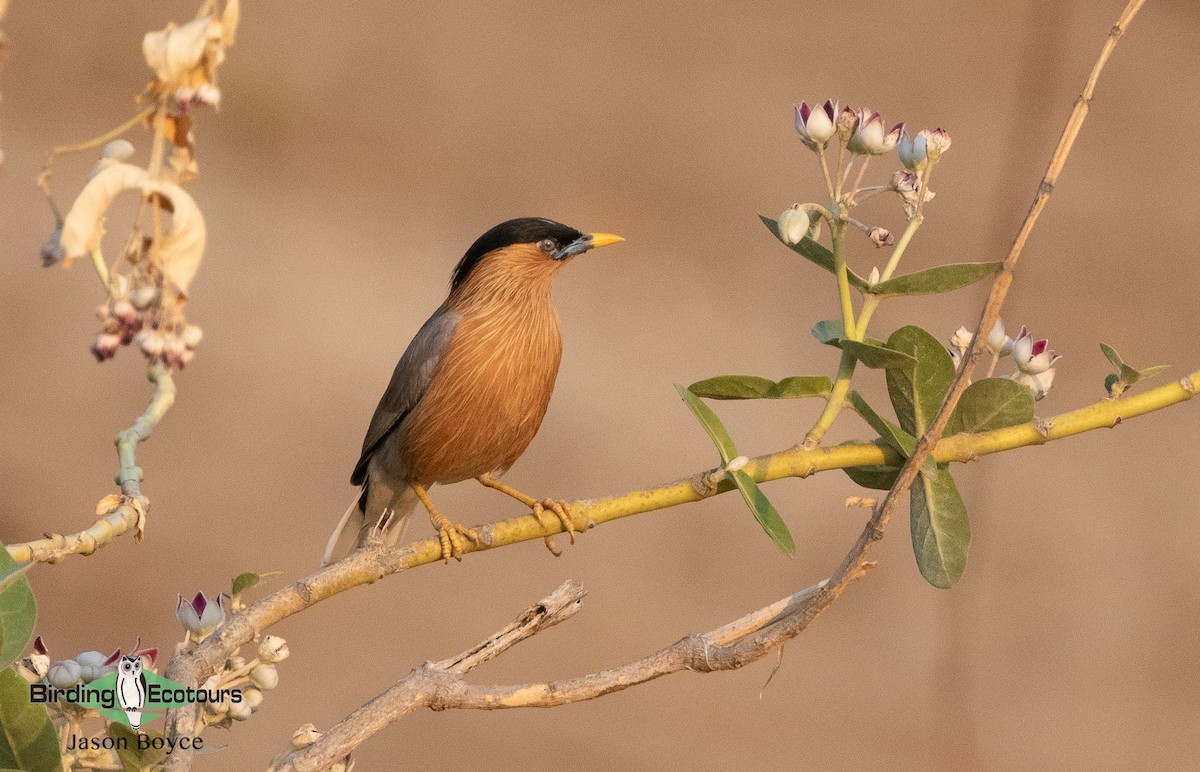 Brahminy Starling - Jason Boyce