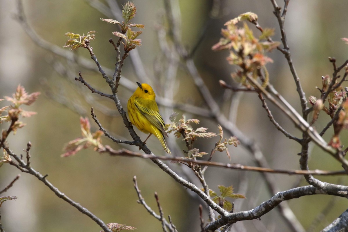 Northern Yellow Warbler - Allen Schenck