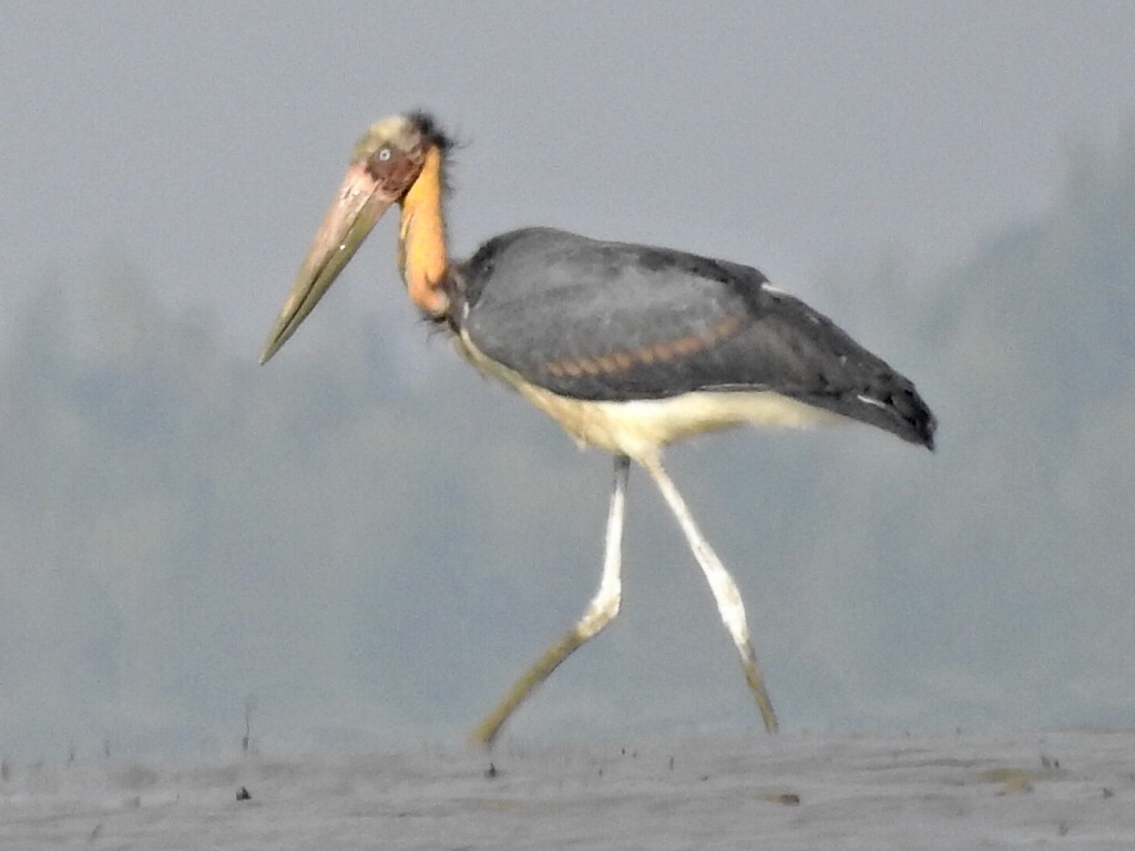 Lesser Adjutant - ML157466581