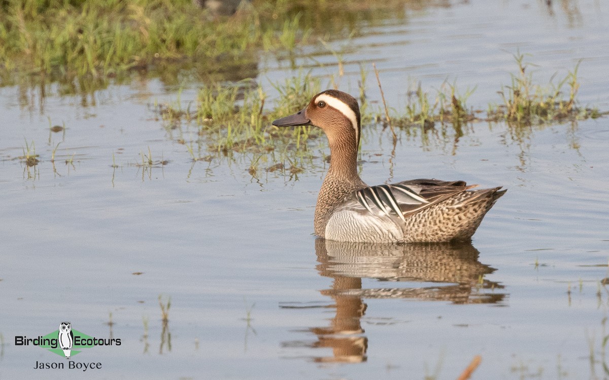 Garganey - ML157466861