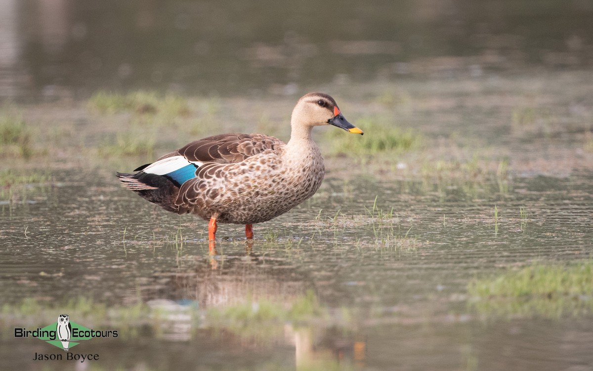 Indian Spot-billed Duck - ML157466871