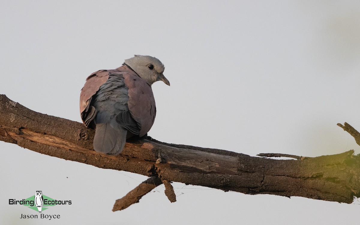 Red Collared-Dove - ML157466881