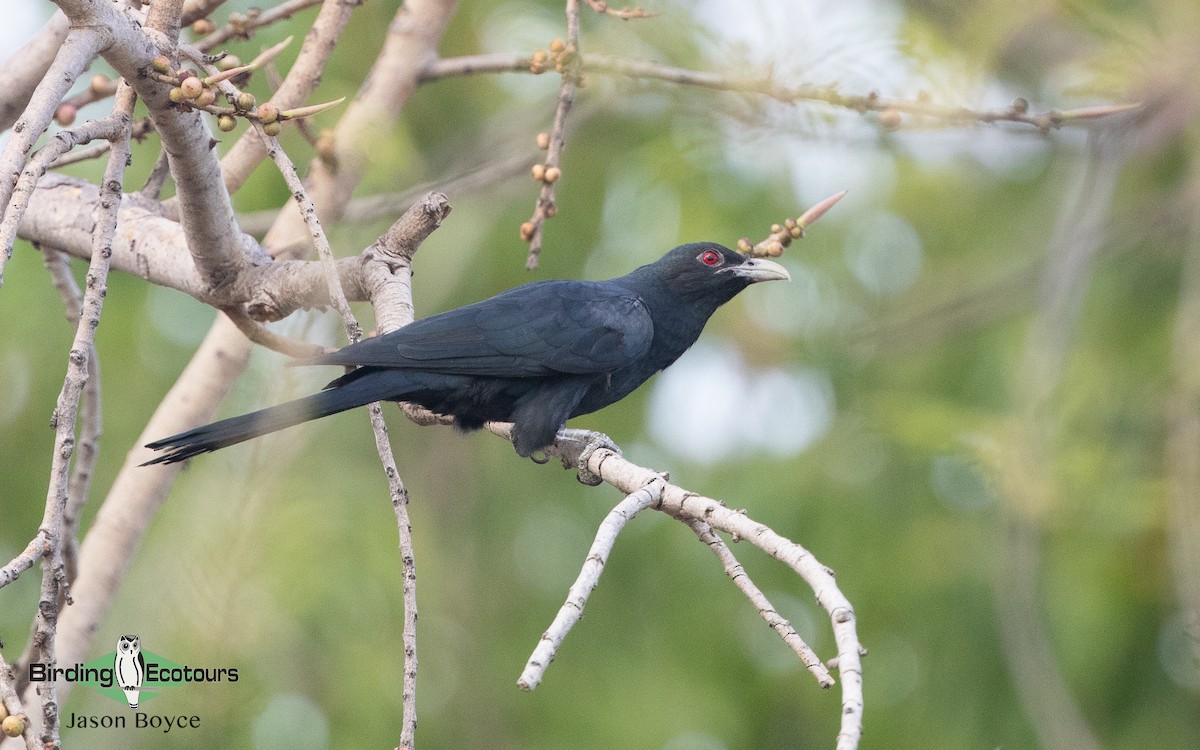 Asian Koel - ML157466901