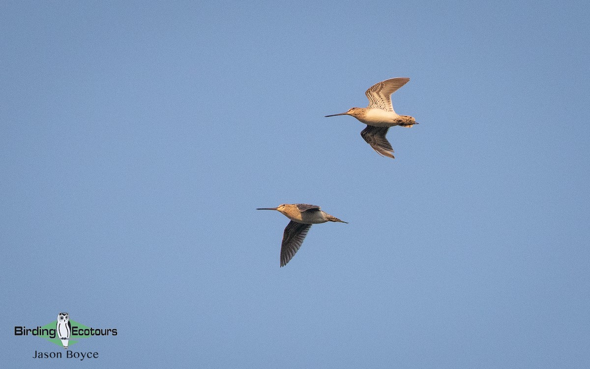 Common Snipe - ML157466941