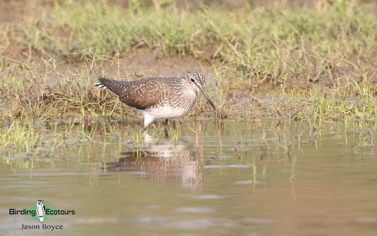 Green Sandpiper - ML157466961