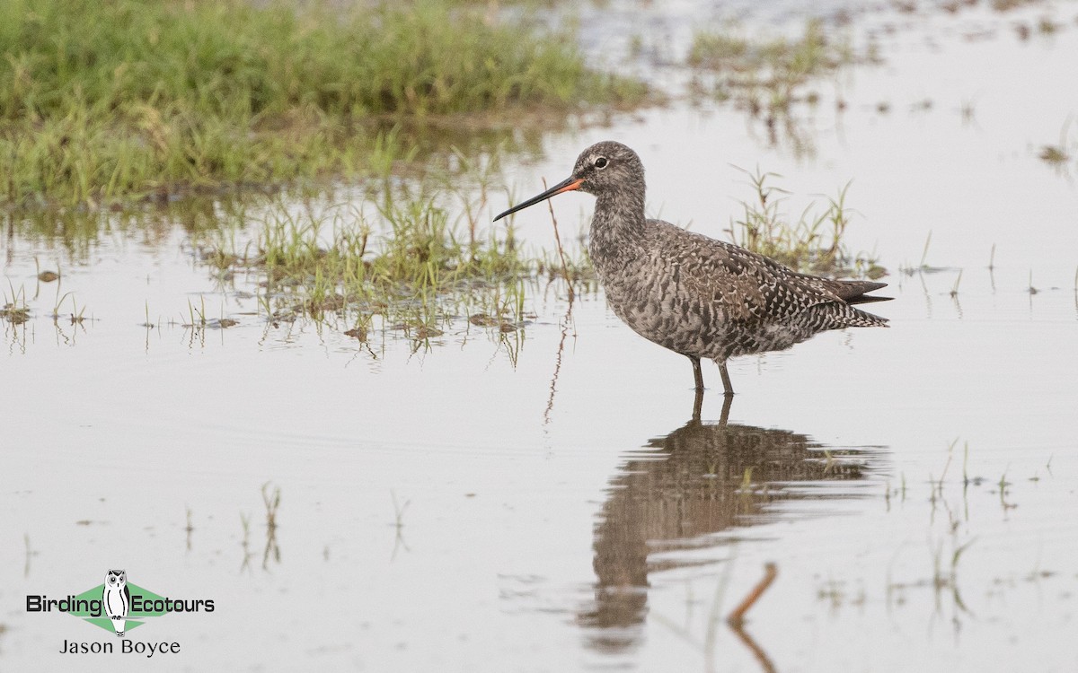 Spotted Redshank - ML157466981