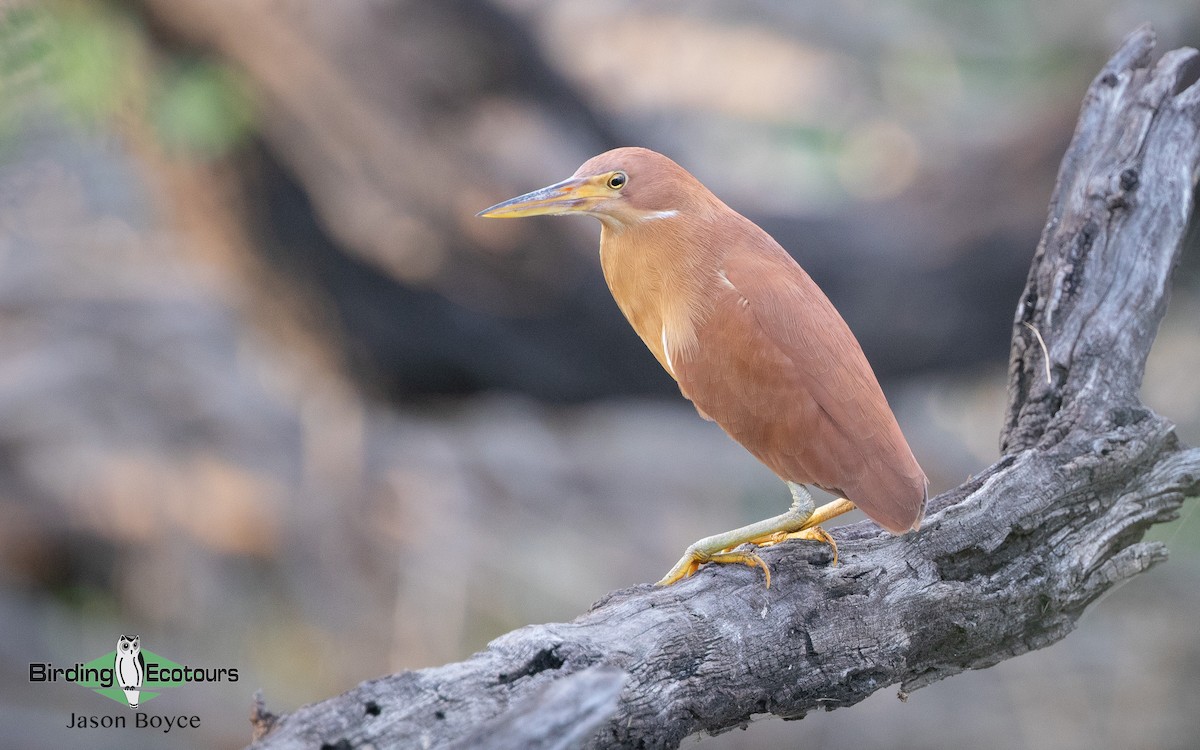 Cinnamon Bittern - ML157467031