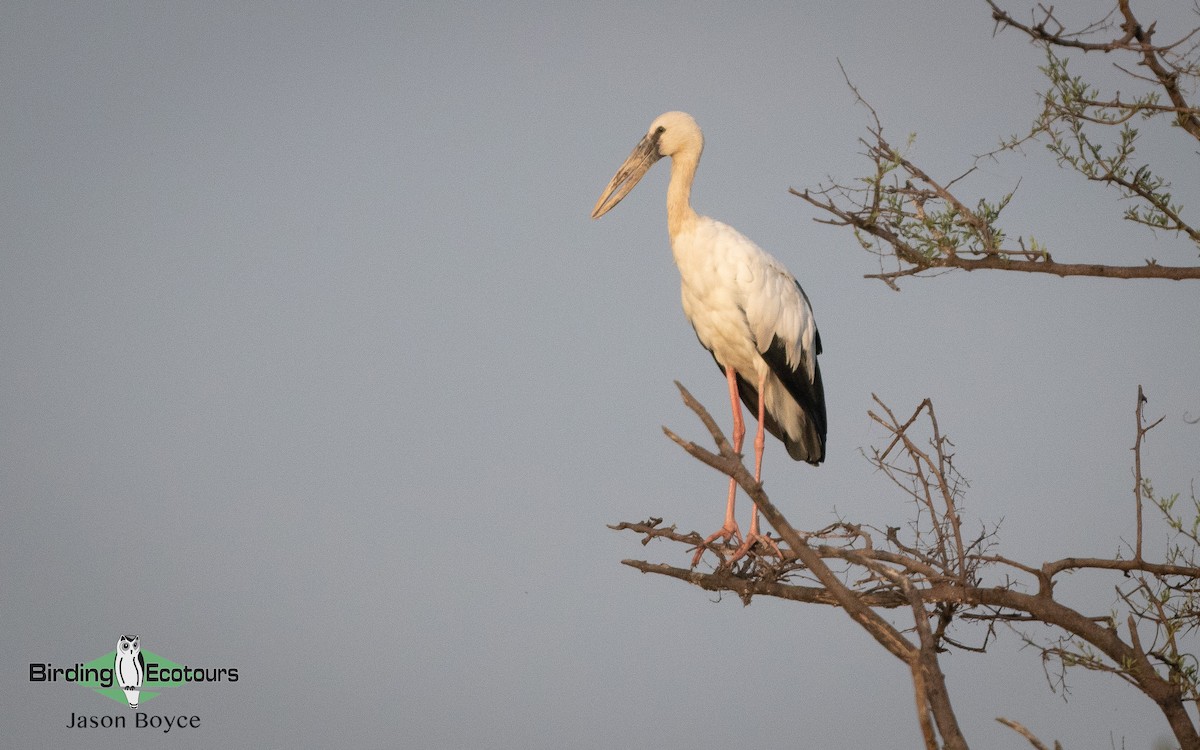 Asian Openbill - ML157467041