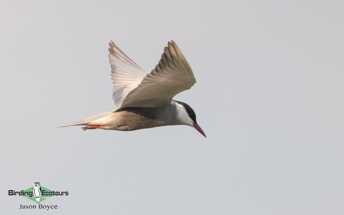 Whiskered Tern - ML157467051