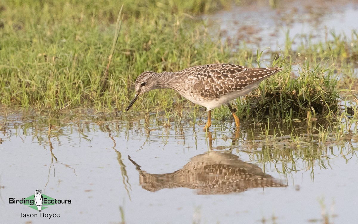 Bruchwasserläufer - ML157467071