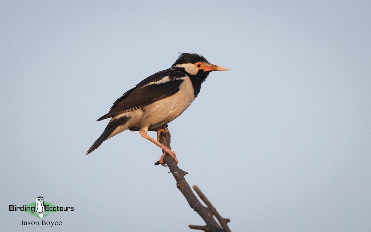 Indian Pied Starling - ML157467121