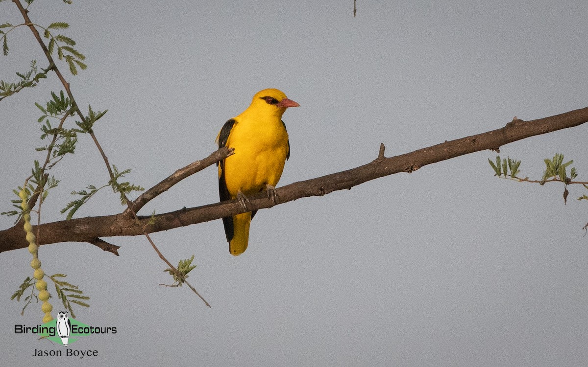 Indian Golden Oriole - ML157467131