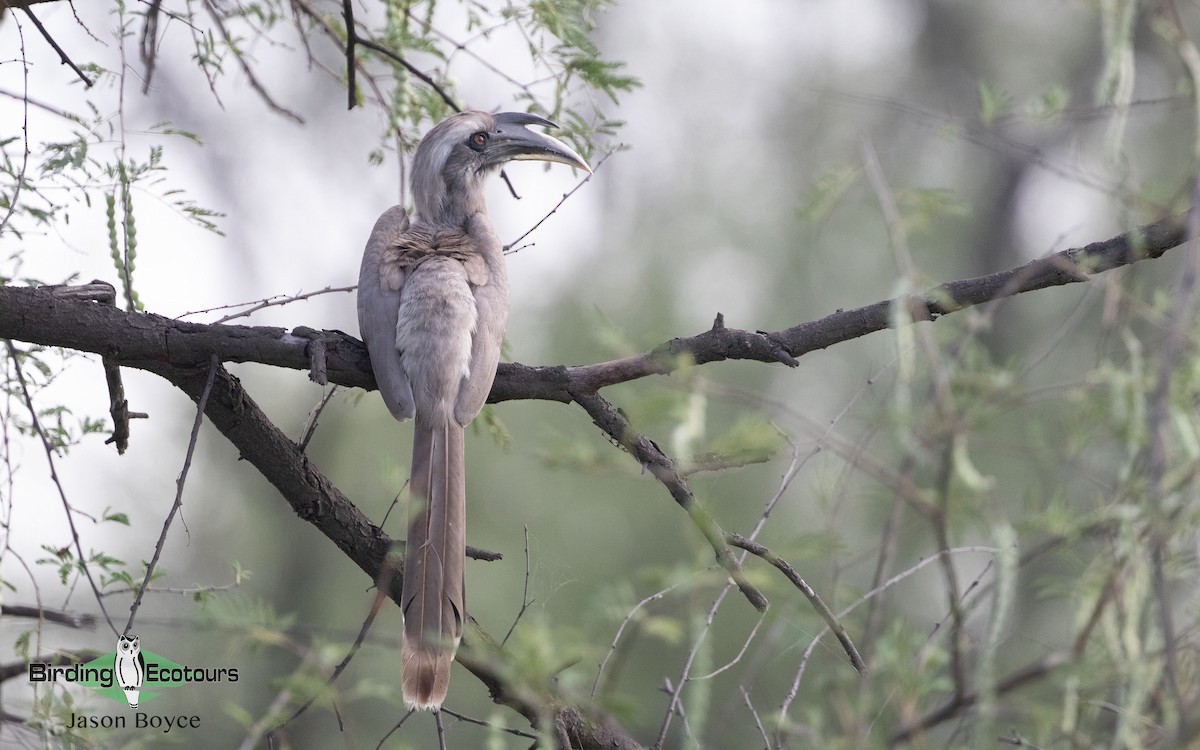 Indian Gray Hornbill - ML157467151