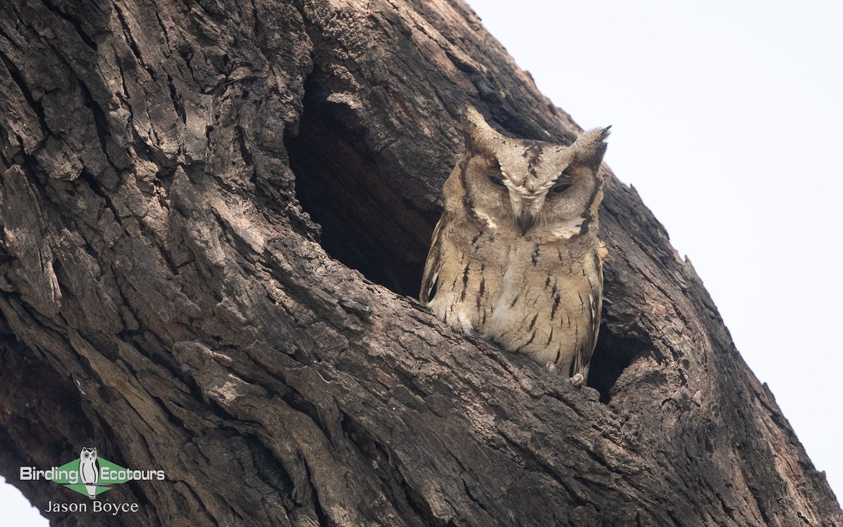 Indian Scops-Owl - ML157467161