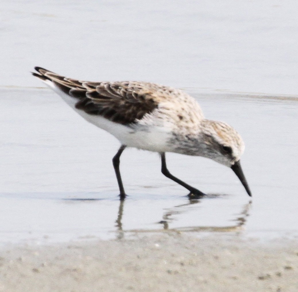 Semipalmated Sandpiper - ML157468731