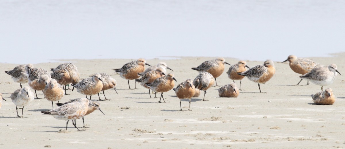 Red Knot - ML157468751