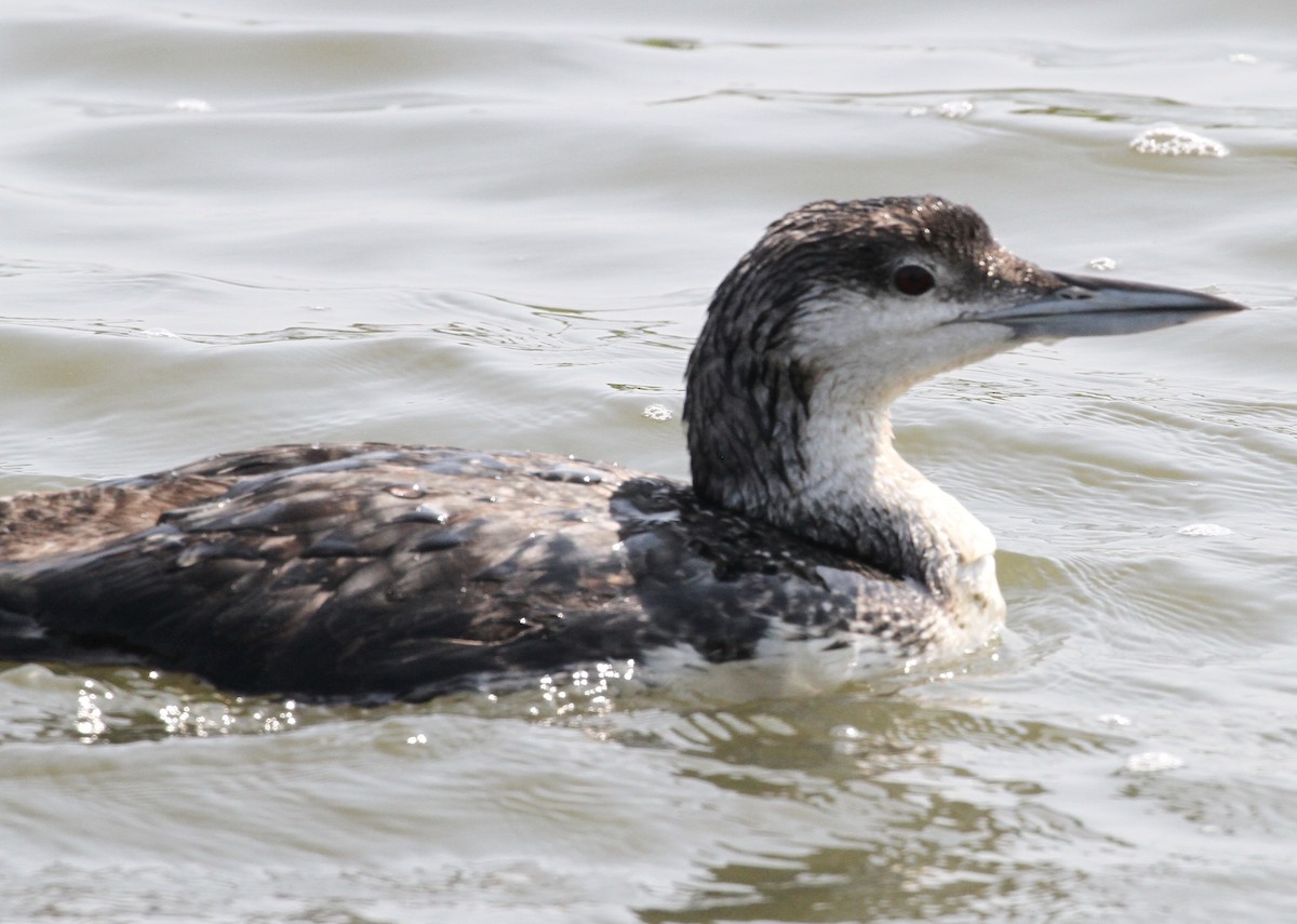 Common Loon - ML157468771