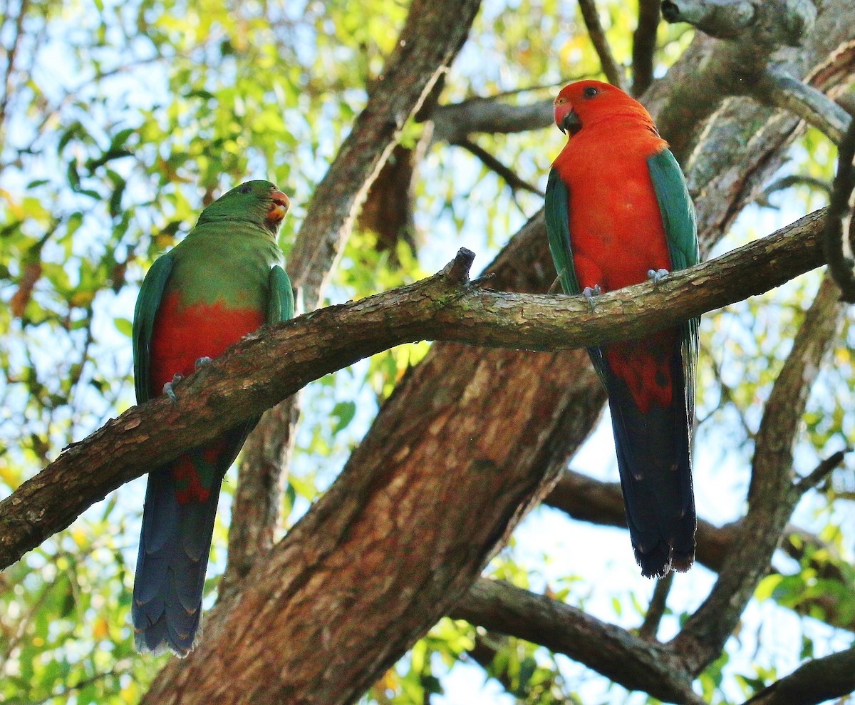 Australian King-Parrot - Katherine Clark