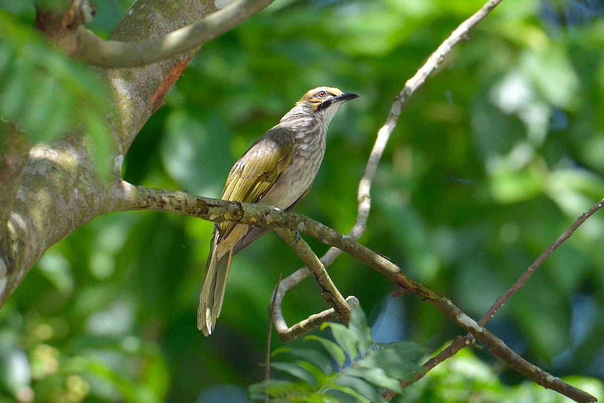 Straw-headed Bulbul - Choong YT